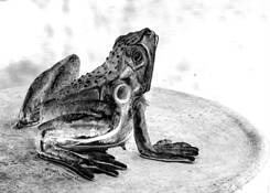 I Are Frog by Mitford A. Fontaine