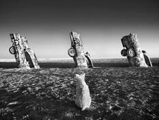 Patsy at Cadillac Ranch by Nash Lawrason
