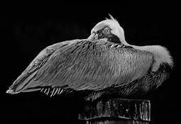 Arroused Pelican by Nathan Caplan
