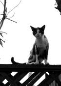 Cat on Fence by Nicole Picard