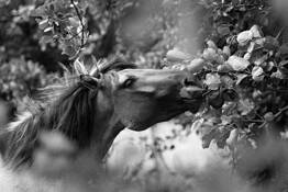 Wild Horse by Patricia Ramaer