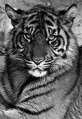 Eye Contact by Robert Davis