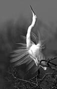 Great White Egret by Robert Davis