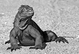 Land Iguana by Robert Davis