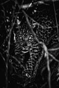 Leopard Eyes by Sanford Davis