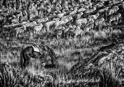 Having a Feed by Scott Fowler