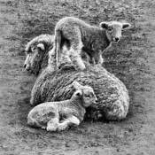 Mothers Day by Scott Hoyle