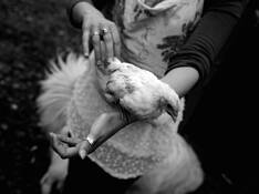 Animals We Love by Sorin Costache