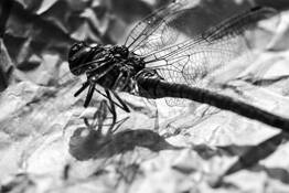 Dragon Fly by Stacey Prince