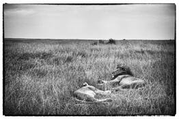 Repose by Stephen K. Hall