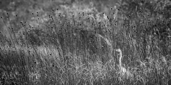Just One Egret by Steve Burkett