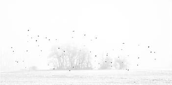 Search Party by Steve Burkett