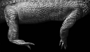 Albinaogator by Steve Ryf