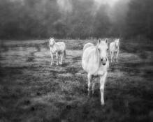 Three Amigos by Sue Henry