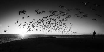 Birds by Thejas Rajaram