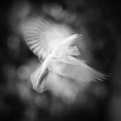 When They Move by Thomas Nero