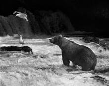 Brown Bear and Seagull by Timothy Floyd