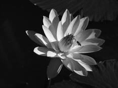 Busy Bee Aquatic Gardens by Willard Hutt