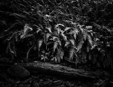 Ferns With Log by Laszlo Perlaky