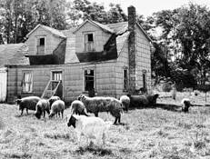 Grazing by Wiley E. Dummich