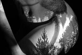 Trees on Daisy by Bruce Rowles