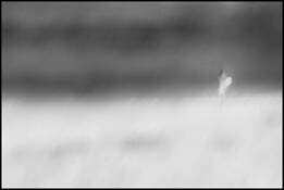 Memory 2 by Dennis Usdan