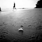 Feather by Guy Pooles