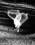 The Sprite by Robert William Evans