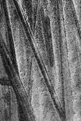 Natural Geometries #1 by Jane Yudelman