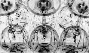 Wineglasses by Lee Grossman
