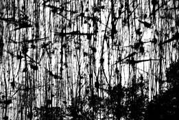 After the Fire by Stephen Bitel