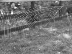 Untangled Web by Willard Hutt