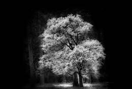 Touch of Light by Allan R. Lamb