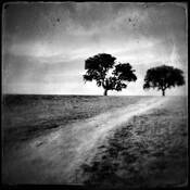 Memory Tree by Dan Richard Barber
