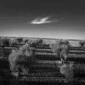 Lone Cloud by Darryl Godfrey