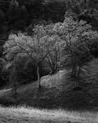 Blue Oaks by Franka M. Gabler