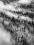 Rising Mist by Franka M. Gabler