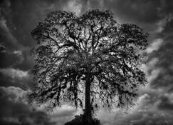 Lone Tree by Gary Wagner