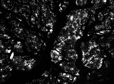 Old Tree 1 by Hyun Woong Kim