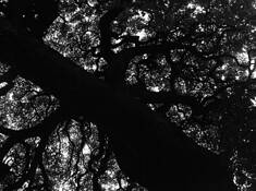 Old Tree 2 by Hyun Woong Kim