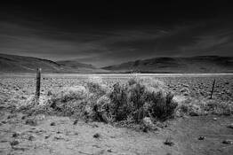 Tumbleweed by Jan Pedersen