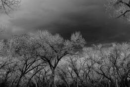 Bosque #3 by John Brewton