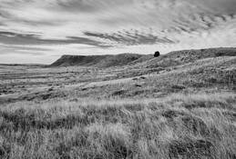 Tree & Sky by John L. Rodman
