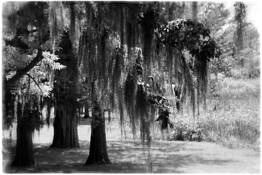 Spanish Moss by John R. Kuhn, Jr.