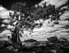 Dancing Tree by Jon Meyer