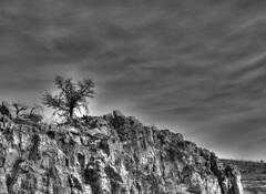 Lone Tree by Ernesto Beall