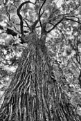 Portrait of Majestic Tree by Lin Swee Hoe