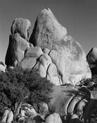 Rock Forms and Juniper by Mark Moulthrop