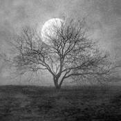 Tree by Mary Woodman