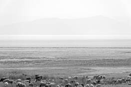 Desert by Maximilian Tomei